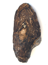 Fossilized wood slice PLD151