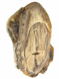 Fossilized wood slice PLD204