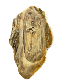 Fossilized wood slice PLD206